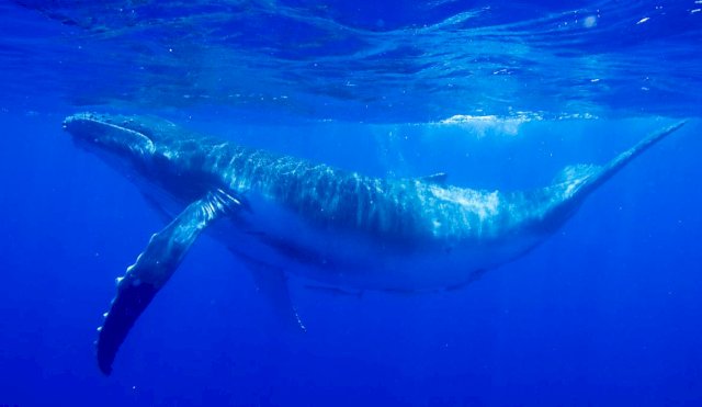 ballena